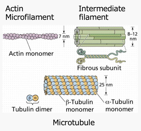 <ul><li><p>dynamic, internal “skeleton”</p></li><li><p>three primary types</p><ul><li><p>actin microfilaments</p></li><li><p>intermediate filaments</p></li><li><p>microtubules</p></li></ul></li><li><p>differ in size &amp; function</p></li><li><p>hundreds of cytoskeleton-associated proteins regulate distribution &amp; behavior of cytoskeletal proteins</p></li></ul><p></p>