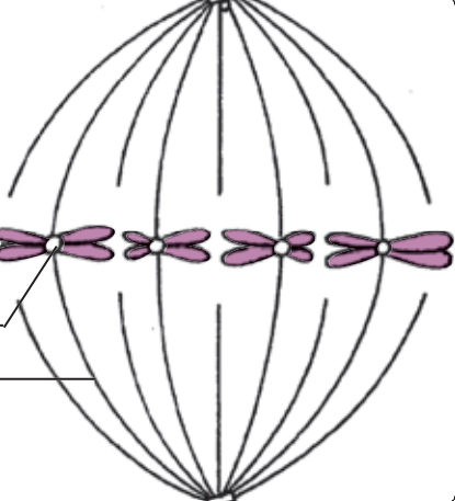 <p>The nebular membrane vanishes and a axis is created. Each chromosome becomes linked by its centromere to one of the axis at the equator. </p>