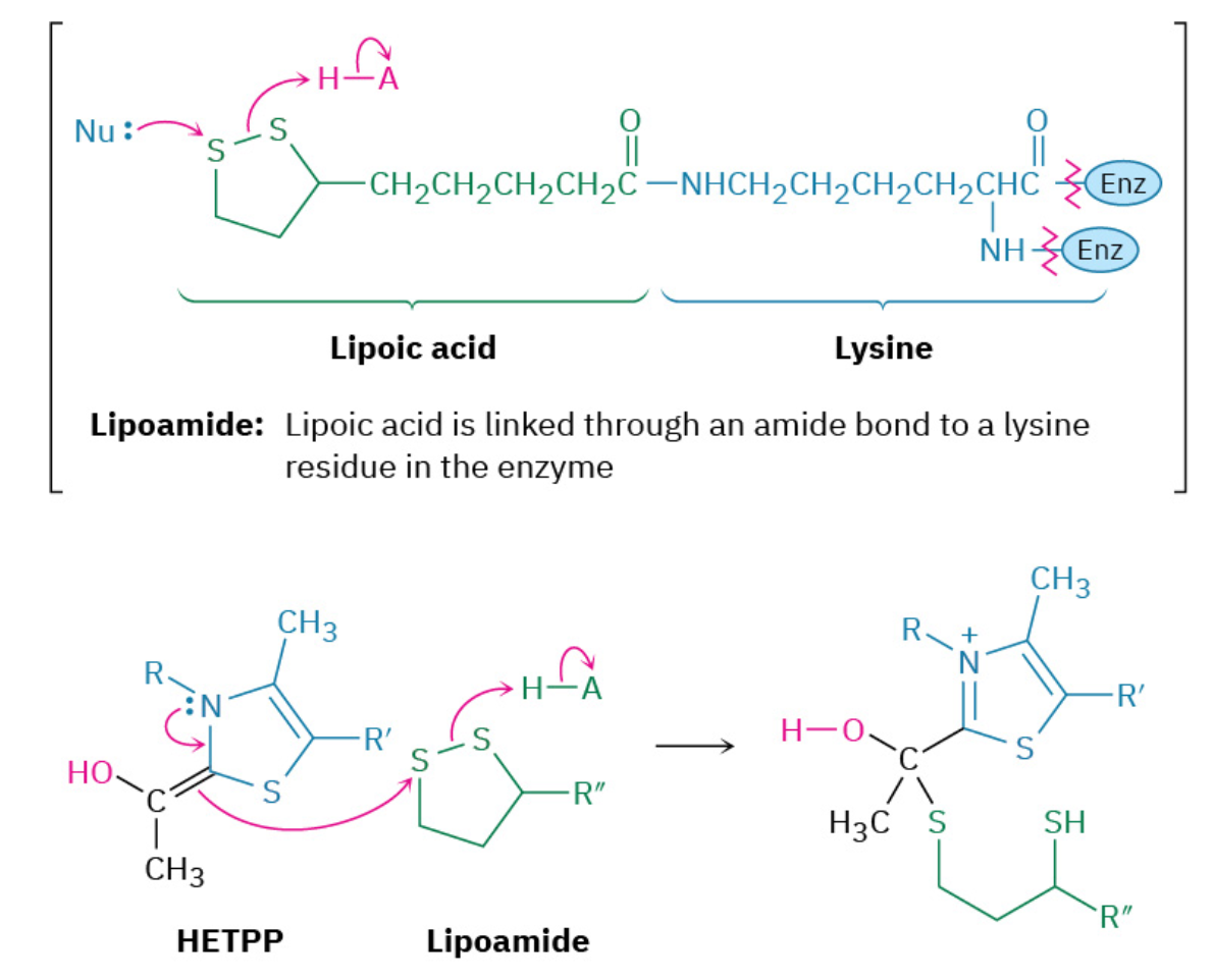 <p><span>Hydroxyethylthiamin diphosphate is an enamine (R2N–C═CR2N─C═C), which, like all enamines, is nucleophilic (</span><a target="_blank" rel="noopener noreferrer nofollow" class="autogenerated-content" href="https://openstax.org/books/organic-chemistry/pages/23-11-carbonyl-condensations-with-enamines-the-stork-enamine-reaction"><u>Section 23.11</u></a><span>). It therefore reacts with the enzyme-bound disulfide lipoamide by nucleophilic attack on a sulfur atom, displacing the second sulfur in an S</span><sub>N</sub><span>2-like process.</span></p>