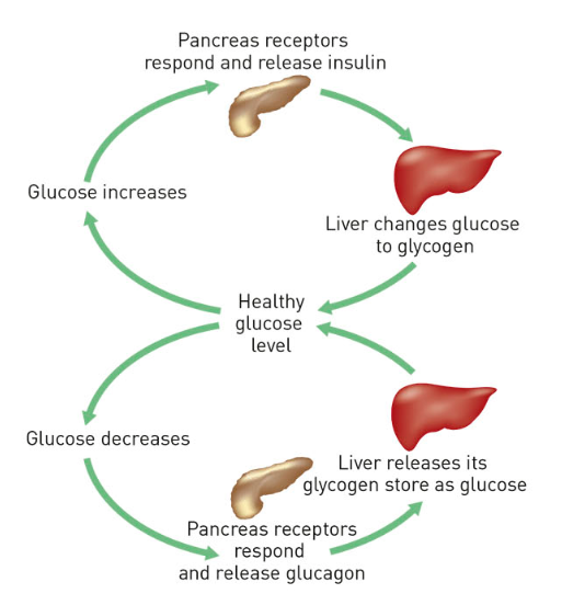 blood glucose regulation