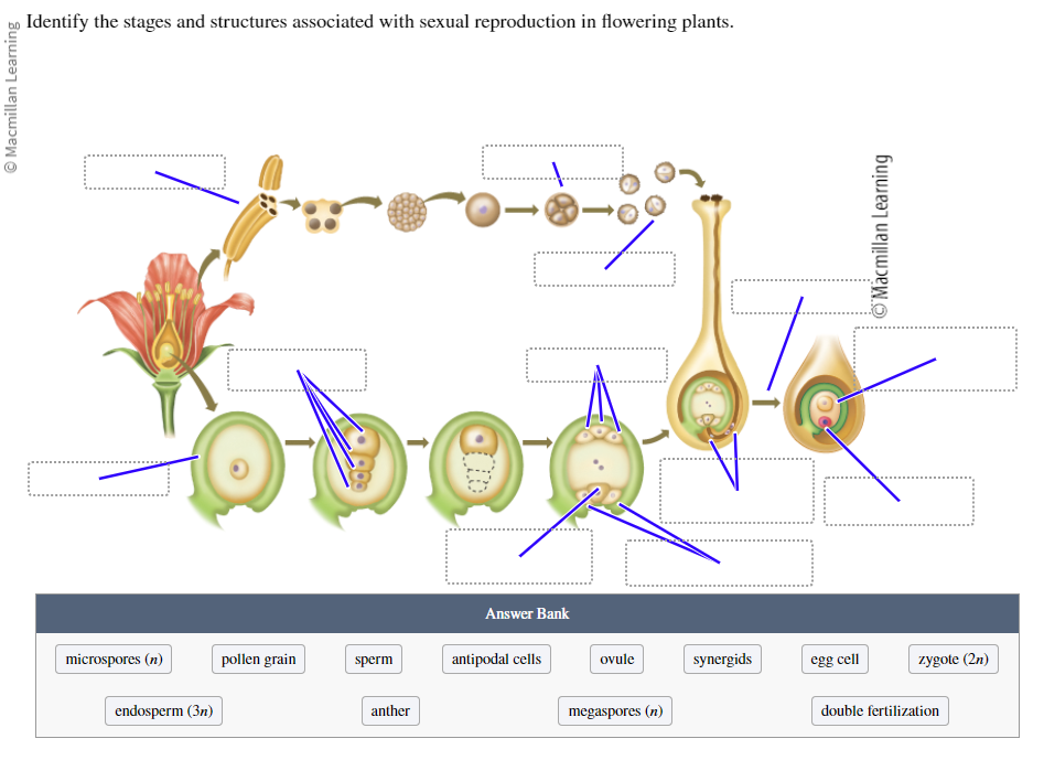 <p>Identify the stages and structures associated with sexual reproduction in flowering plants:</p><ul><li><p>Microspores (n)</p></li><li><p>Pollen grain</p></li><li><p>Sperm</p></li><li><p>Antipodal cells</p></li><li><p>Ovule</p></li><li><p>Synergids</p></li><li><p>Egg cell</p></li><li><p>Zygote (2n)</p></li><li><p>Endosperm (3n)</p></li><li><p>Anther</p></li><li><p>Megaspores (n)</p></li><li><p>Double fertilization</p></li></ul>