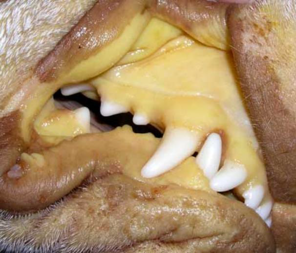 <p>bilirubin</p>