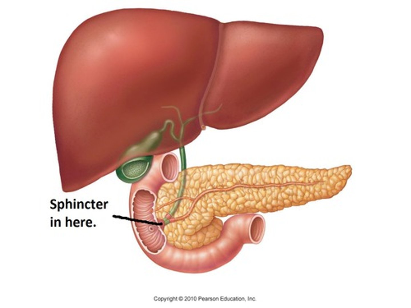 <p>CCK causes smooth muscle on gallbladder to contract, sphincter of oddi relaxes and enters into duodenum</p>