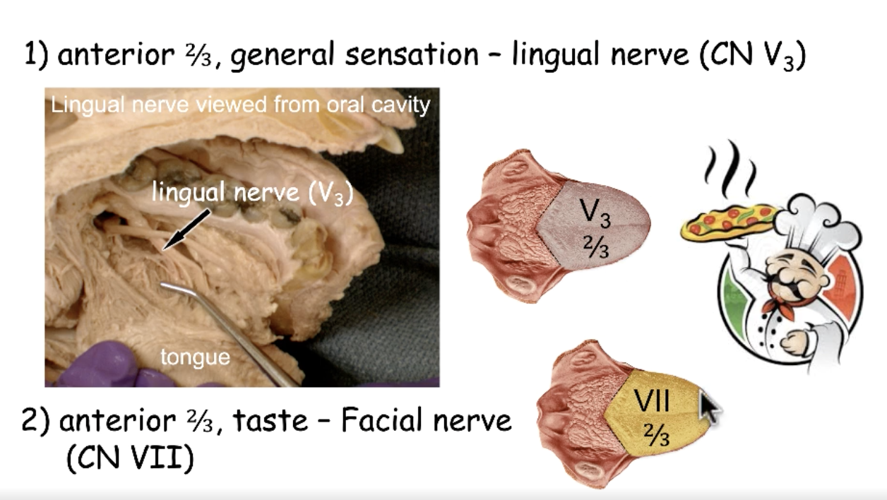 <p>CN V3 (lingual nerve)</p>