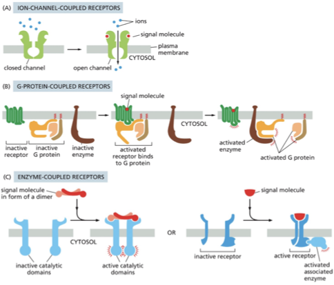 <p><span>A) An ion-channel-coupled receptor opens in response to binding an extracellular signal molecule. These channels are also called transmitter-gated ion channels. </span></p><p><span>(B) When a G-protein-coupled receptor binds its extracellular signal molecule, the activated receptor signals to a trimeric G protein on the cytosolic side of the plasma membrane, which then turns on (or off) an enzyme (or an ion channel; not shown) in the same membrane. </span></p><p><span>(C)&nbsp;When an enzyme-coupled receptor binds its extracellular signal molecule, an enzyme activity is switched on at the other end of the receptor, inside the cell. Many enzyme-coupled receptors have their own enzyme activity (<em>left</em>), while others rely on an enzyme that becomes associated with the activated receptor (<em>right</em>).</span></p><img src="https://knowt-user-attachments.s3.amazonaws.com/ea4d6646-bc6e-4daf-a1cd-8f73deba2d24.png" data-width="100%" data-align="center"><p></p>
