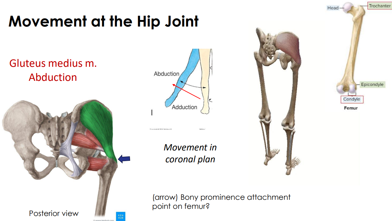 <p>- movement in coronal plane</p><p>- bony prominence attachment point on femur</p><p>ANIMATION ON SLIDE 36</p>