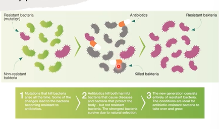 <p>some individuals are more likely to survive change in their envronment due to a particular phenotype</p>