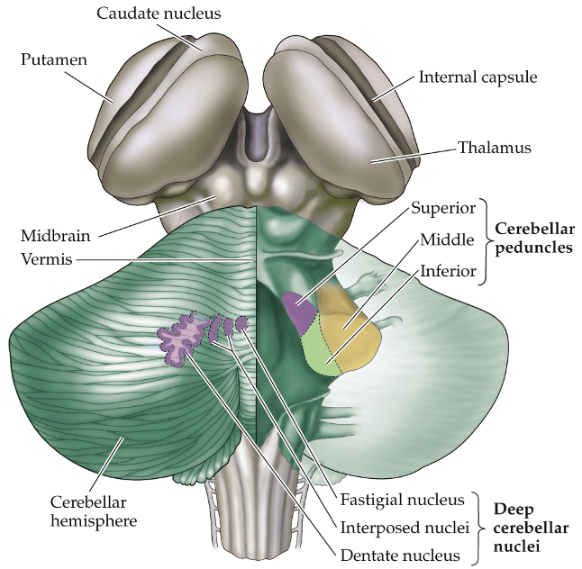 <ul><li><p>send outputs (efferents) to the thalamus, which projects to the motor cortex</p><ul><li><p>cerebellum → thalamus → cortex</p></li></ul></li></ul><p></p>