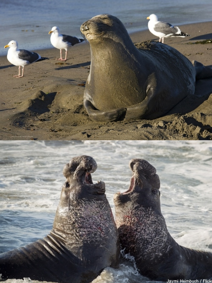 <p>Genus and species?</p>