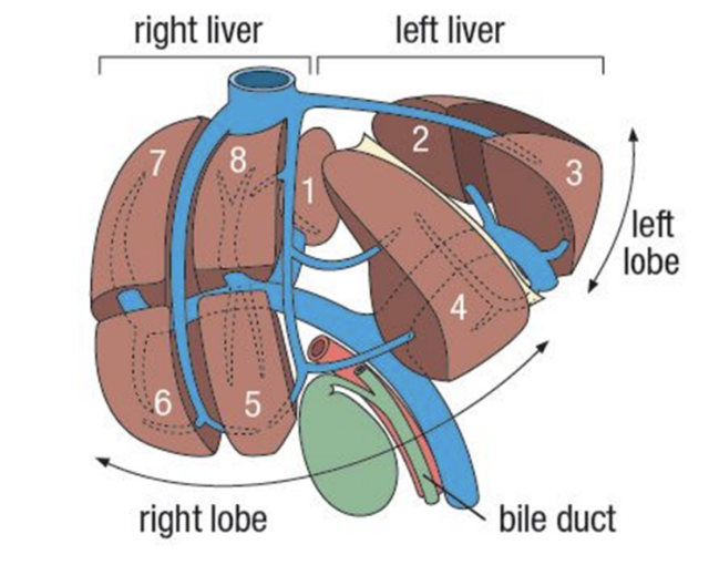 <ul><li><p>Based on identification of portal vein bifurcation &amp; origin of hepatic veins </p></li><li><p>Widely used clinically — better suited for surgery &amp; more accurate in localizing &amp; monitoring various intra parenchymal lesions</p></li><li><p>8 different recognized segments relevant surgically </p></li></ul>