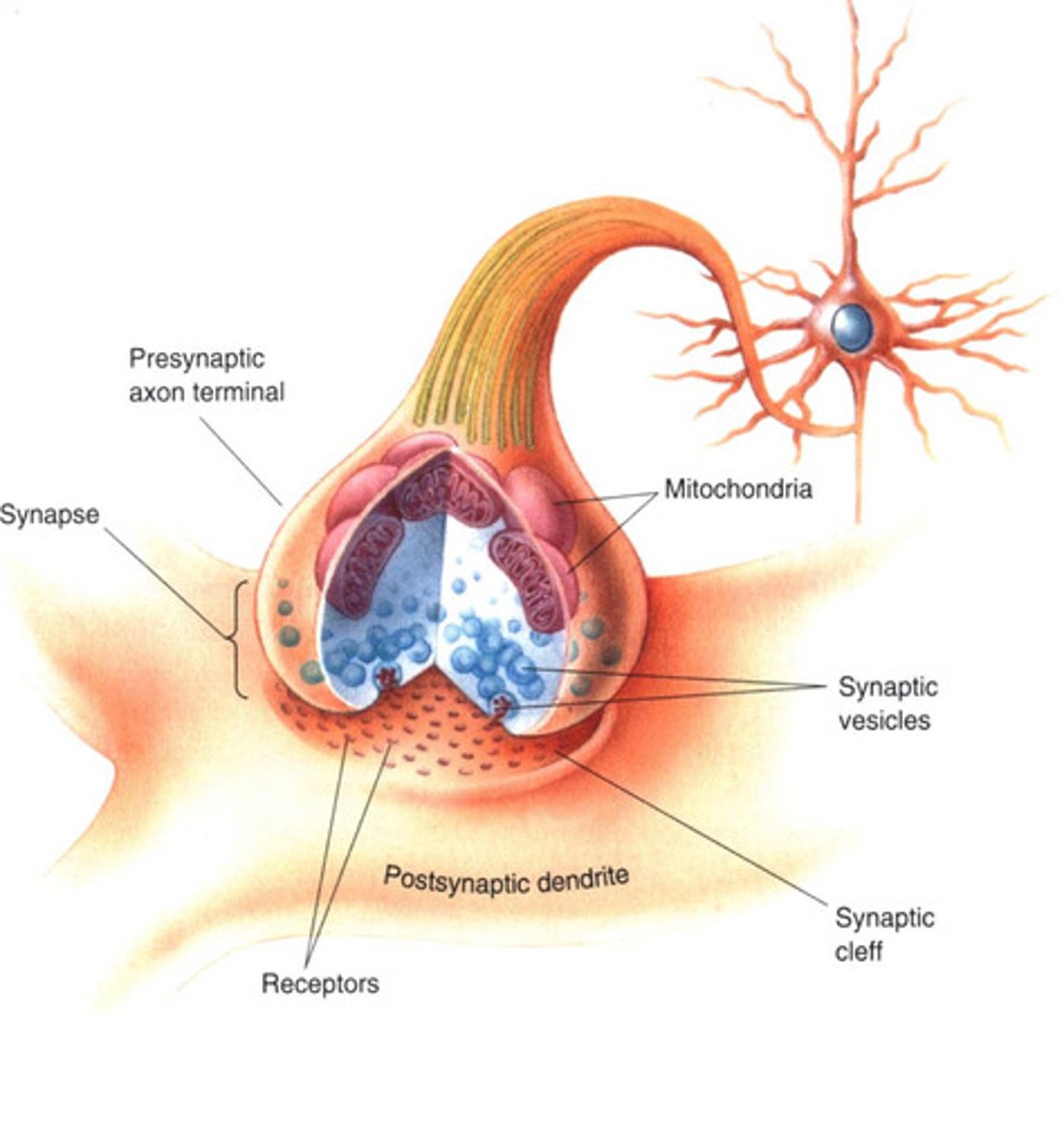 <p>cerebral cortex</p>