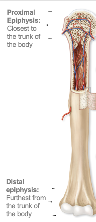 <p>Epiphyses (Proximal &amp; Distal)</p>