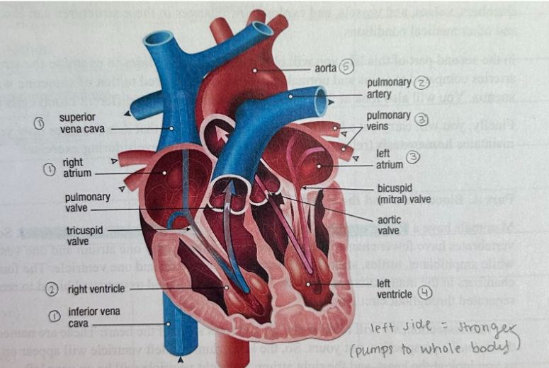 <p>Right side is deoxygenated and left side oxygenated.</p>