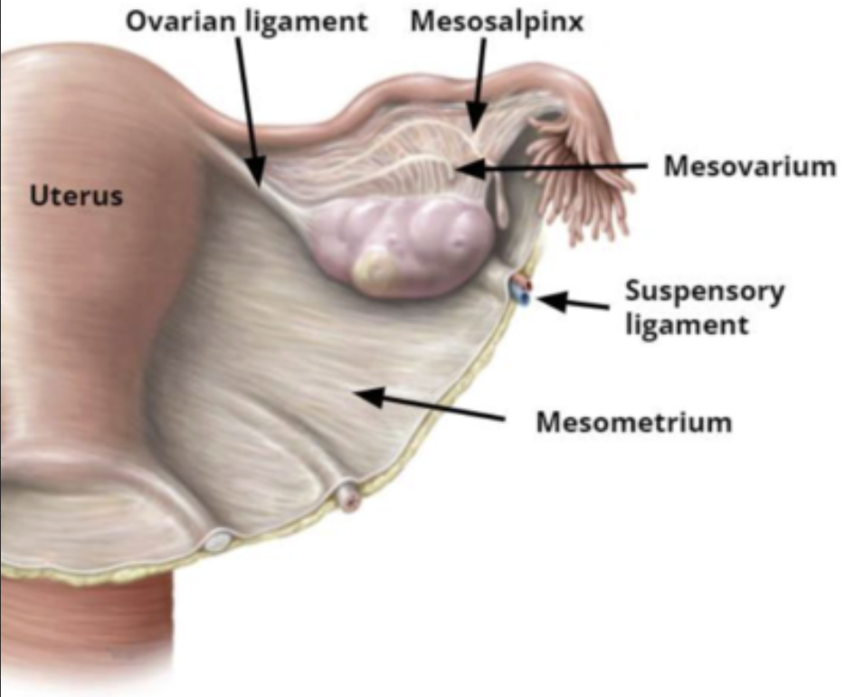 <ul><li><p><strong>posterior</strong> portion that attaches to <strong>ovary</strong></p></li><li><p>“posterior portion of broad ligament that enclose and hold the ovary in place”</p></li></ul><p>** -ovarium=ovary</p>