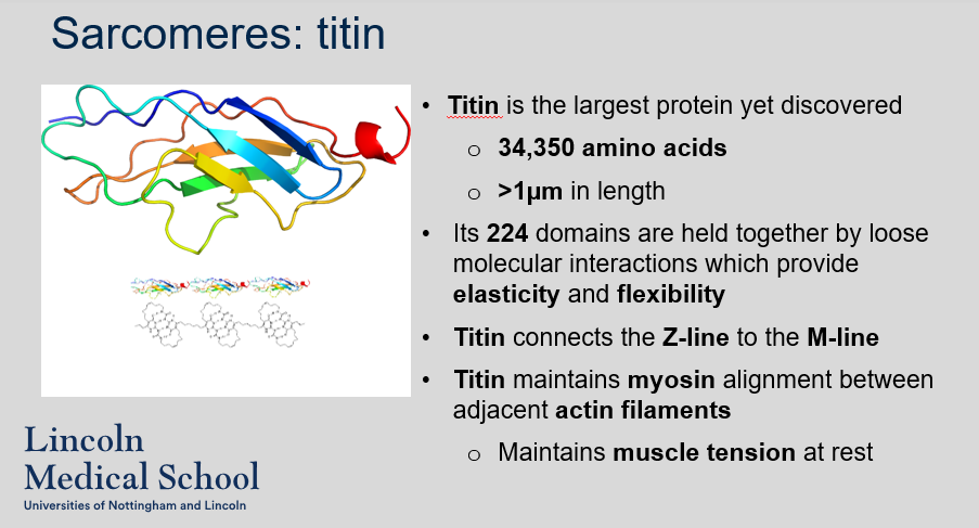 <ol><li><p>Titin is the largest protein known, consisting of 34,350 amino acids and measuring over 1 µm in length.</p></li><li><p>Titin has several important functions in muscle cells. It connects the Z-line to the M-line, maintaining myosin alignment between adjacent actin filaments. It also provides elasticity and flexibility to the sarcomere through its loosely interacting domains. Additionally, titin helps maintain muscle tension at rest.</p></li><li><p>Titin has 224 domains, which are held together by loose molecular interactions that allow for its elasticity and flexibility.</p></li></ol>