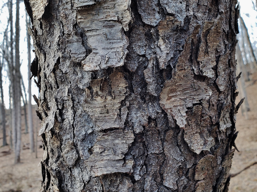 <p>black cherry, Prunus serotina, Rosaceae</p>