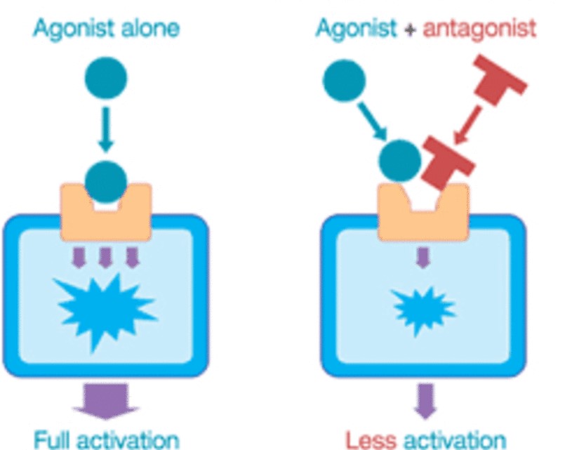 <p>molecule that mimics the effects of a NT or blocks the reuptake of a NT so the effects are prolonged</p>