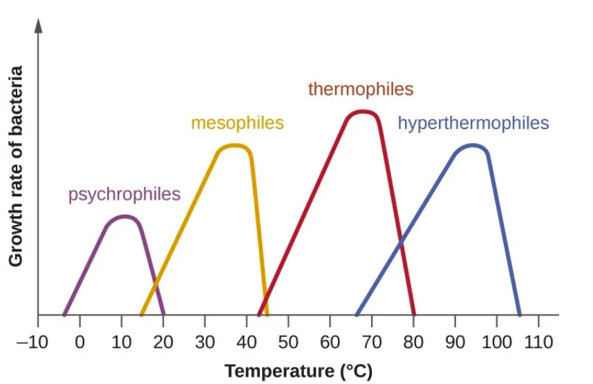 <p>Group of bacteria with minimum 45°C, optimum 50–85°C, and maximum above 100°C, showing wide variation in optimum and maximum temperature.</p>