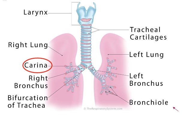 <ul><li><p>the trachea bifurcated into the right and left mainstream bronchi at the level of the 5th thoracic vertebra or sternal notch of the sternum</p><ul><li><p><strong>carina </strong></p></li></ul></li></ul><p></p>
