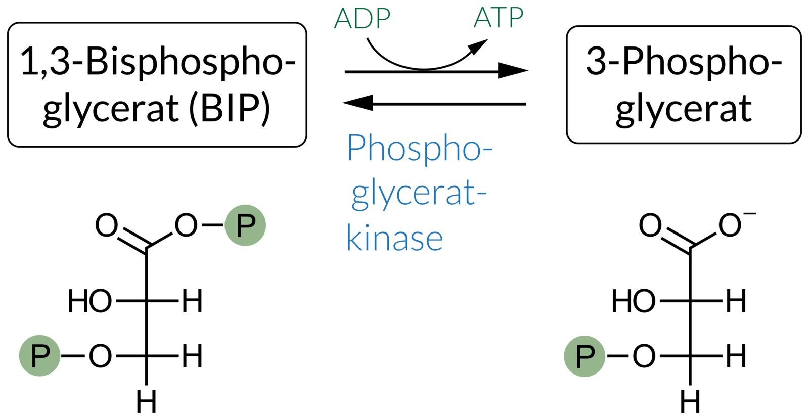 <p>B. 1,3-Bisphosphoglycerate</p>