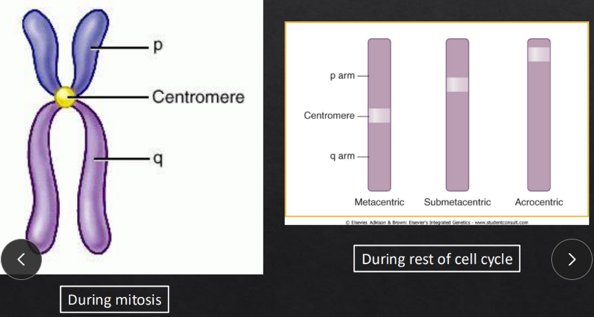 <p>Interphase = interphase chromosomes are replicated and are very loose</p><ul><li><p>DNA easy to access</p></li><li><p>1 chromatid only</p></li></ul><p>Mitotic phases (M phase) = mitotic chromosomes are now highly condensed so they can be separated/distributed into 2 daughter nuclei</p>