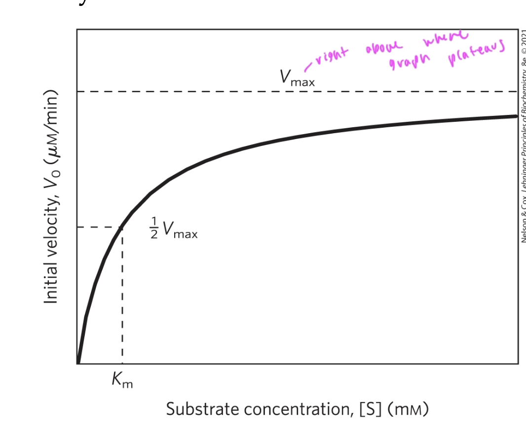 <p>the point at which increasing [S] does not increase velocity any further, so the graph plateaus</p>