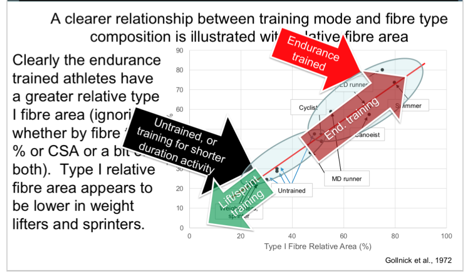 \-this graph is looking at relative type 1 CSA, so an increase in this could be from more fibres OR each of the type 1 fibres is getting bigger (so this basically ignores how it gets to this bigger CSA, could be one or other or both)


1. weightlifters have the lowest relative CSA of type 1 (bc area is more type 2), and also lower type 1 % 
2. then at the higher section of type 1 relative CSA, there are swimmers and more aerobically trained 
3. in the middle of this, there is untrained => shows you can adapt in either direction depending on what training you do 

\-if the graph was looking at type 2 relatice CSA and %, then this graph would be flipped, so endurance would be on bottom and diagonal and resistance would be on top 