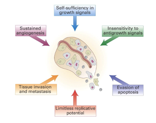 <p>an agent that causes cancer</p><ul><li><p>many carcinogens are mutagens </p></li></ul><p></p>