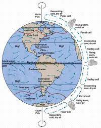 <p>areas with persistent strong wind that blows west (in the NH) to the equator(blow east in the SH)  are found in parts of these cells</p>