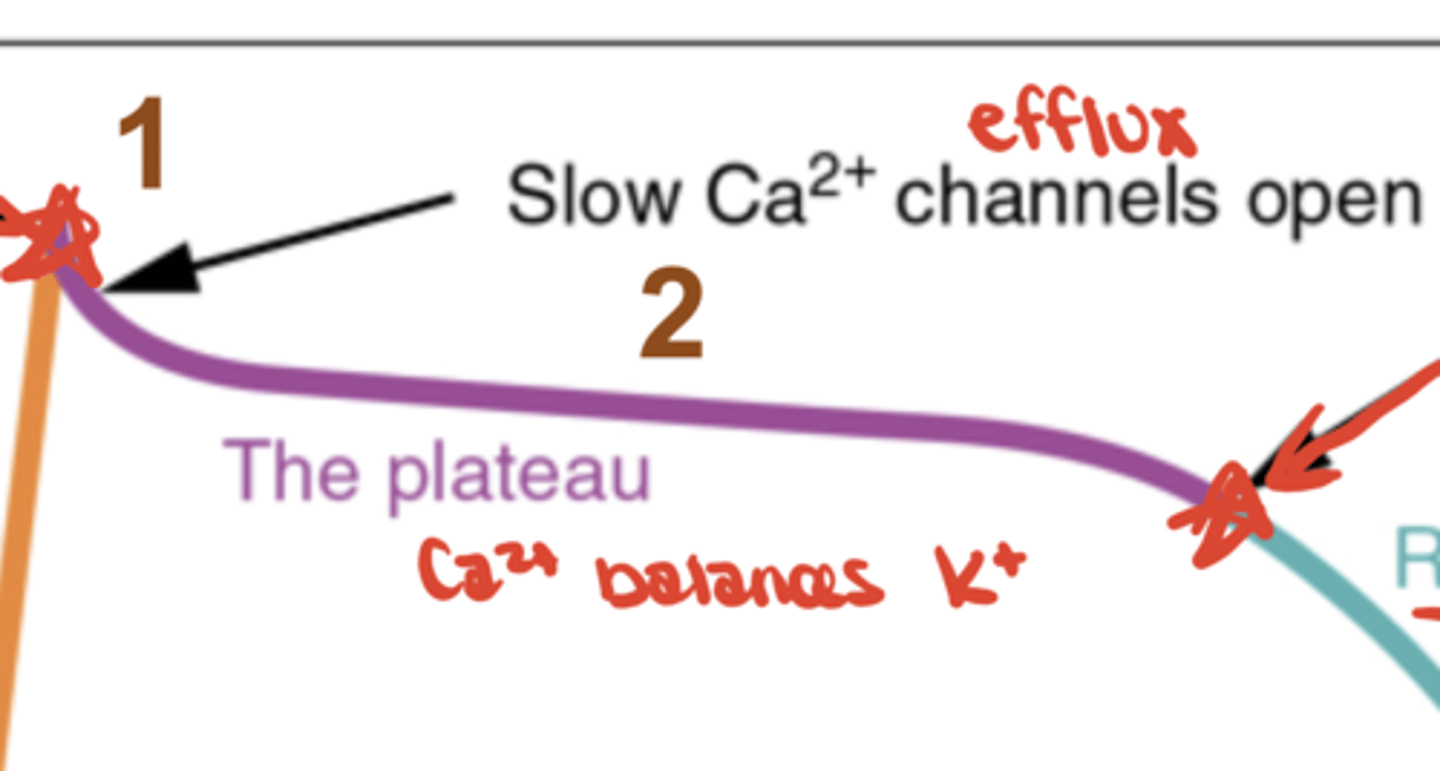 <p>Ca²⁺ influx balances K⁺ efflux (plateau)</p>