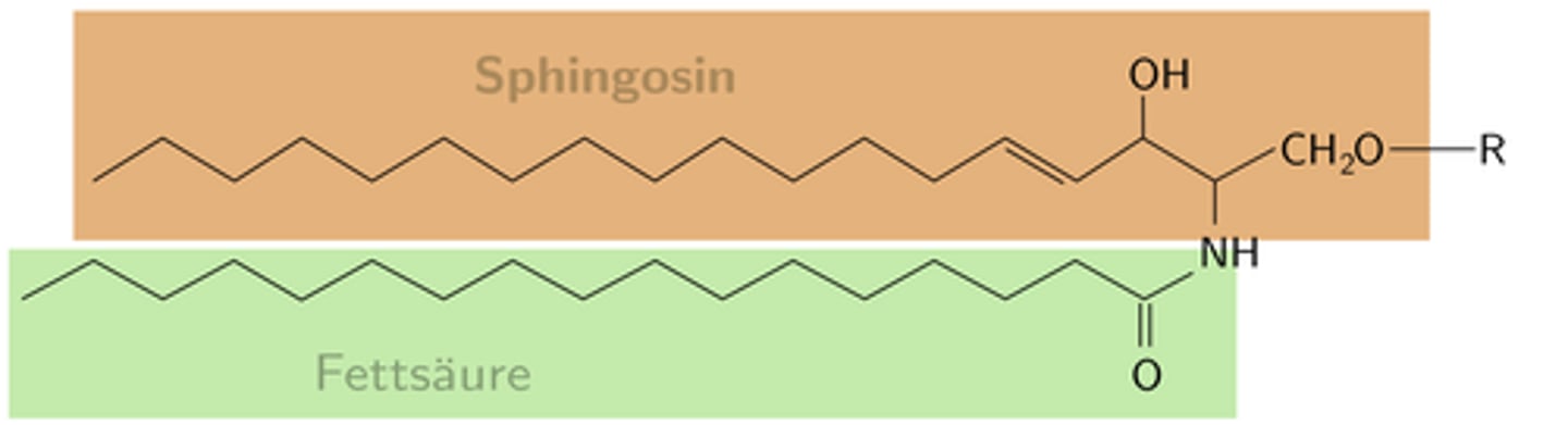 <p>cellsignalering och nervcellers funktion</p>