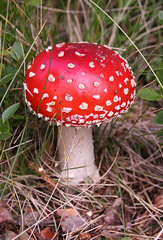A specific type of heterotroph that lives on or in non-living organic matter, secreting digestive enzymes into it and absorbing the products of digestion (e.g. mushrooms, bacteria);
= a type of decomposer