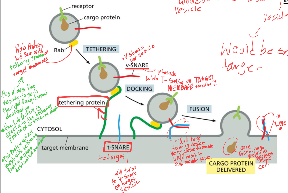 <ol><li><p>the rab protein will bind to specific tethering protein like a hook, </p></li><li><p>the vesicle will dock and the v-snare will twist with t-snare to bring vesicle close to fuse with membrane. </p></li><li><p>once fused, cargo inside vesicle will release</p></li></ol><p></p>