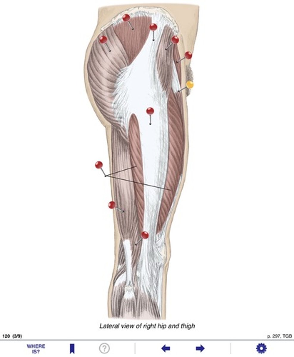 <p>Name the muscles at the yellow pin</p>