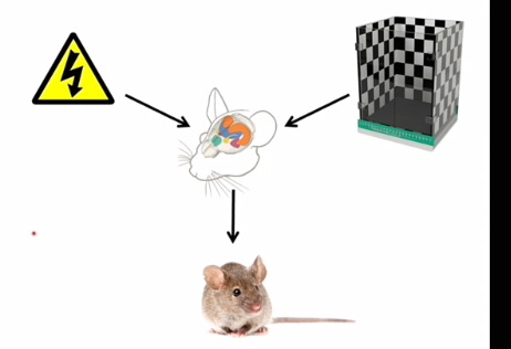 <p>rat schrok in kamer > bevriest na tijdje enkel door kamer </p><p>angst geassocieerd met kamer </p><p>werkt al na 1x</p><p>hoe stil zit direct gecorreleerd met hoe goed geheugen is </p>
