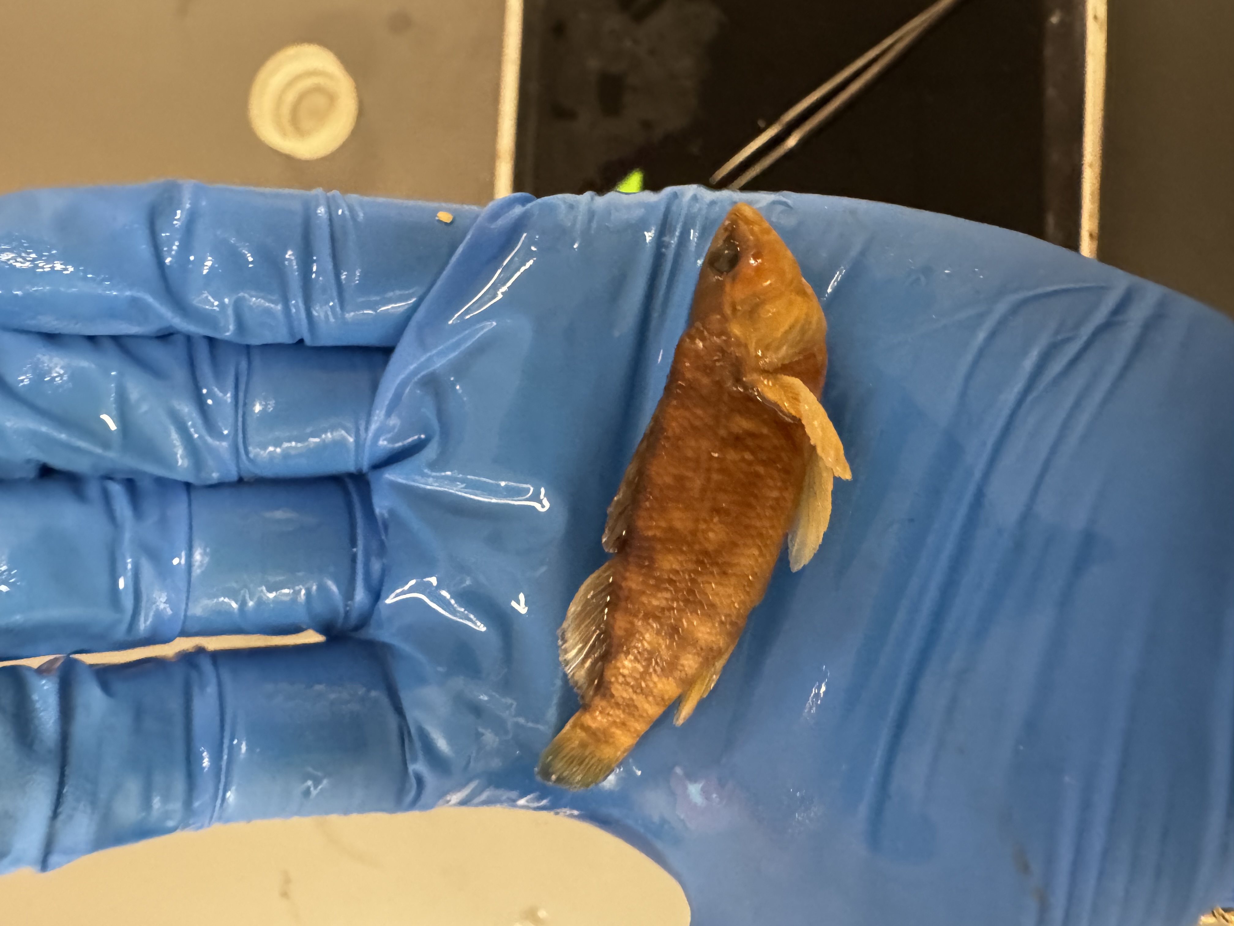 <p>Family:</p><p>Species:</p><p>Scientific:</p>