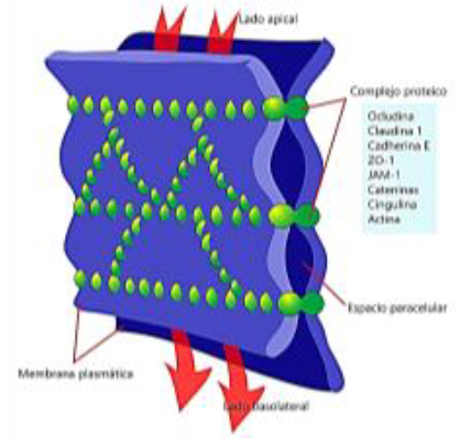 <p>Identifica la unión celular</p>
