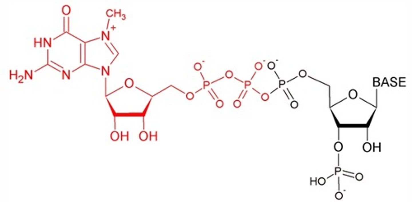 <p>Methylated guanosine cap on mRNA's.</p>