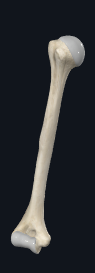 <p>What bone is this? (non specific)</p>