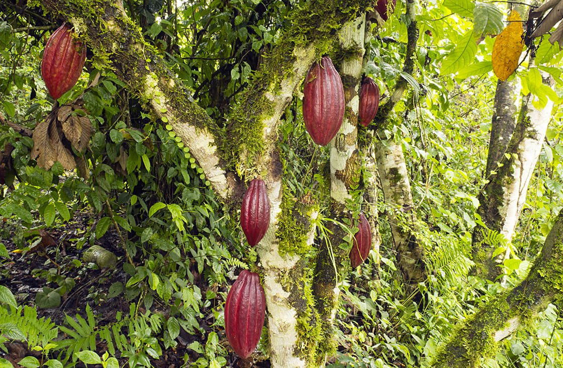 <p>There is very high plant biodiversity.</p><p><u>Morphological &amp; Physiological:</u>  The <strong>cocoa tree</strong> (<em>Theobroma cacao</em>) have drip-tips to drain excess water and large leaves to absorb maximum sunlight.</p><p><u>Behavioral:</u>  The <strong>strangler fig</strong> (<em>Ficus altissima</em>) can climb up trees to get to the sunlight. In doing so, it can strangle trees and kill them for nutrients. </p>