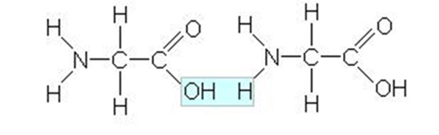 <p>a covalent bond between the carboxyl group of one amino acid and the amino group of another amino acid; amide linkage; forms via dehydration synthesis</p>