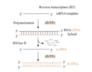 <p>Reverse transcriptase first makes the DNA strand complementary to the viral RNA template</p>