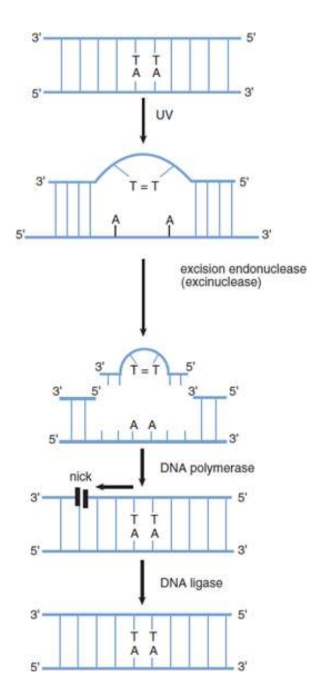 <p>cut-and-patch process</p><p>specific proteins scan the DNA molecule and recognize the lesion because of a bulge in the strand. An excision endonuclease then makes nicks in the phosphodiester backbone of the damaged strand on both sides of the thymine dimer and removes the defective oligonucleotide. DNA polymerase can then fill in the gap by synthesizing DNA in the 5′ to 3′ direction, using the undamaged strand as a template. Finally, the nick in the strand is sealed by DNA ligase.</p>