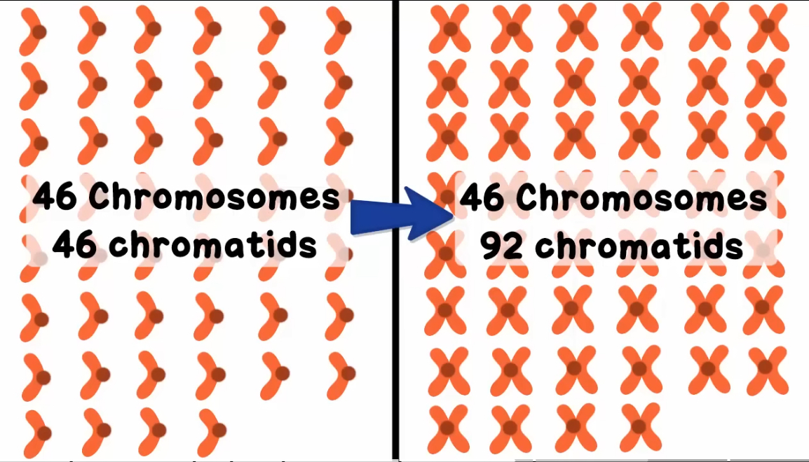 <p>centromere</p>