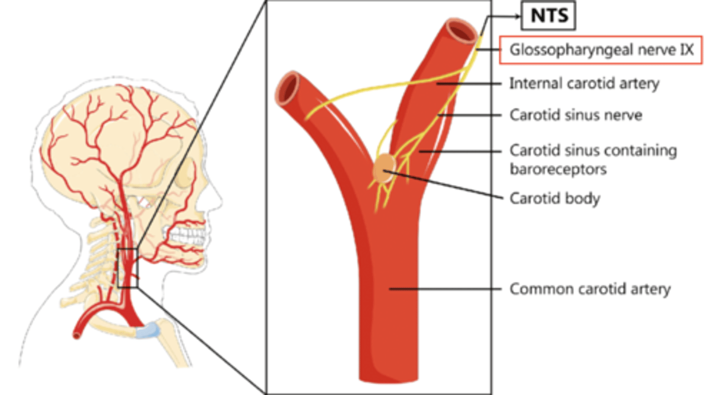 <p>They carry information related to blood pressure and oxygen levels.</p><p>REMEMBER- the solitary nucleus contains visceral sensory (afferent) info:</p><p>1. carotid body chemoreceptors</p><p>2. carotid sinus baroreceptors</p><p>3. taste- taste buds located on the posterior 1/3 of tongue</p>