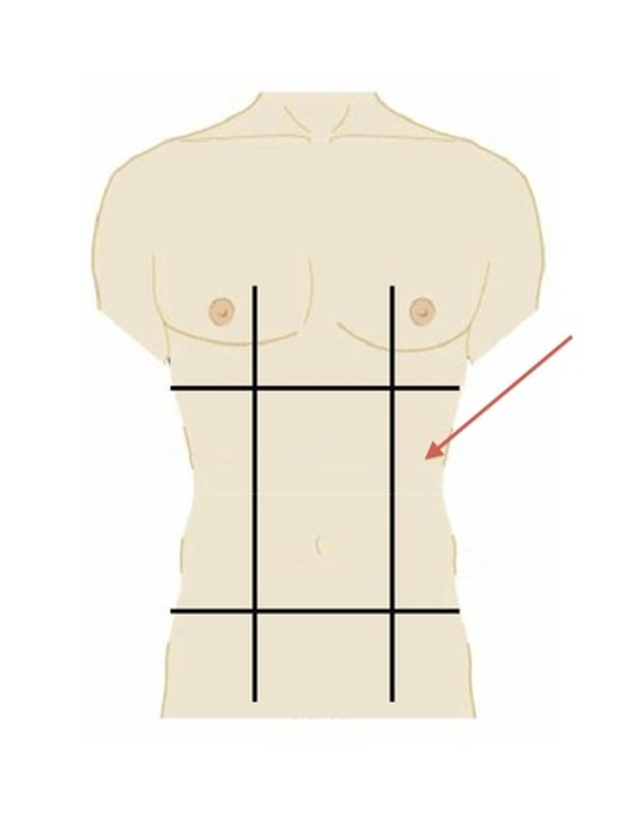 <p>Lie on the left side of the umbilical region.</p>