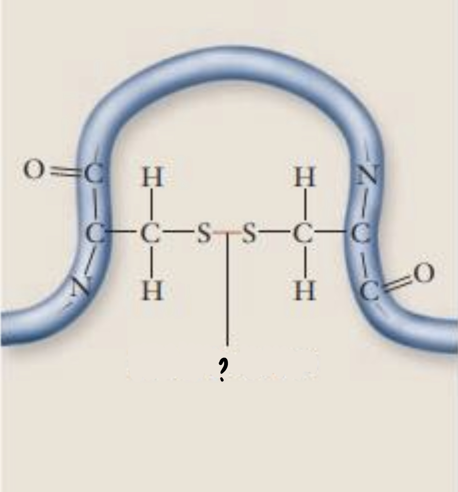 <ul><li><p>can form between 2 cysteine side chains</p></li><li><p>are strong covalent bonds that may reinforce the protein’s structure</p></li></ul>