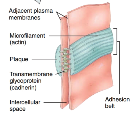 <p>these contain plaque, a dense layer of proteins on the inside of the plasma membrane, and an adhesion belt - this helps the epithelial cells resist separation during contraction</p>