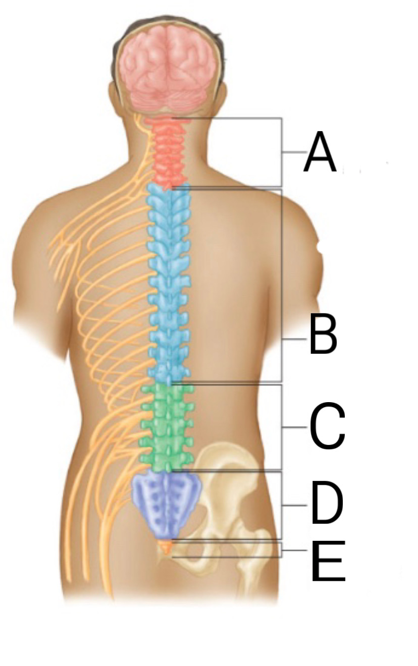 <p>Label B and how many vertebrae</p>