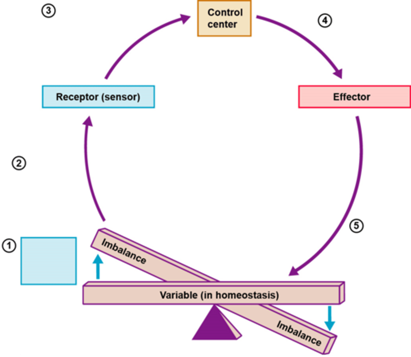 <p>3 main parts of homeostatic control</p>
